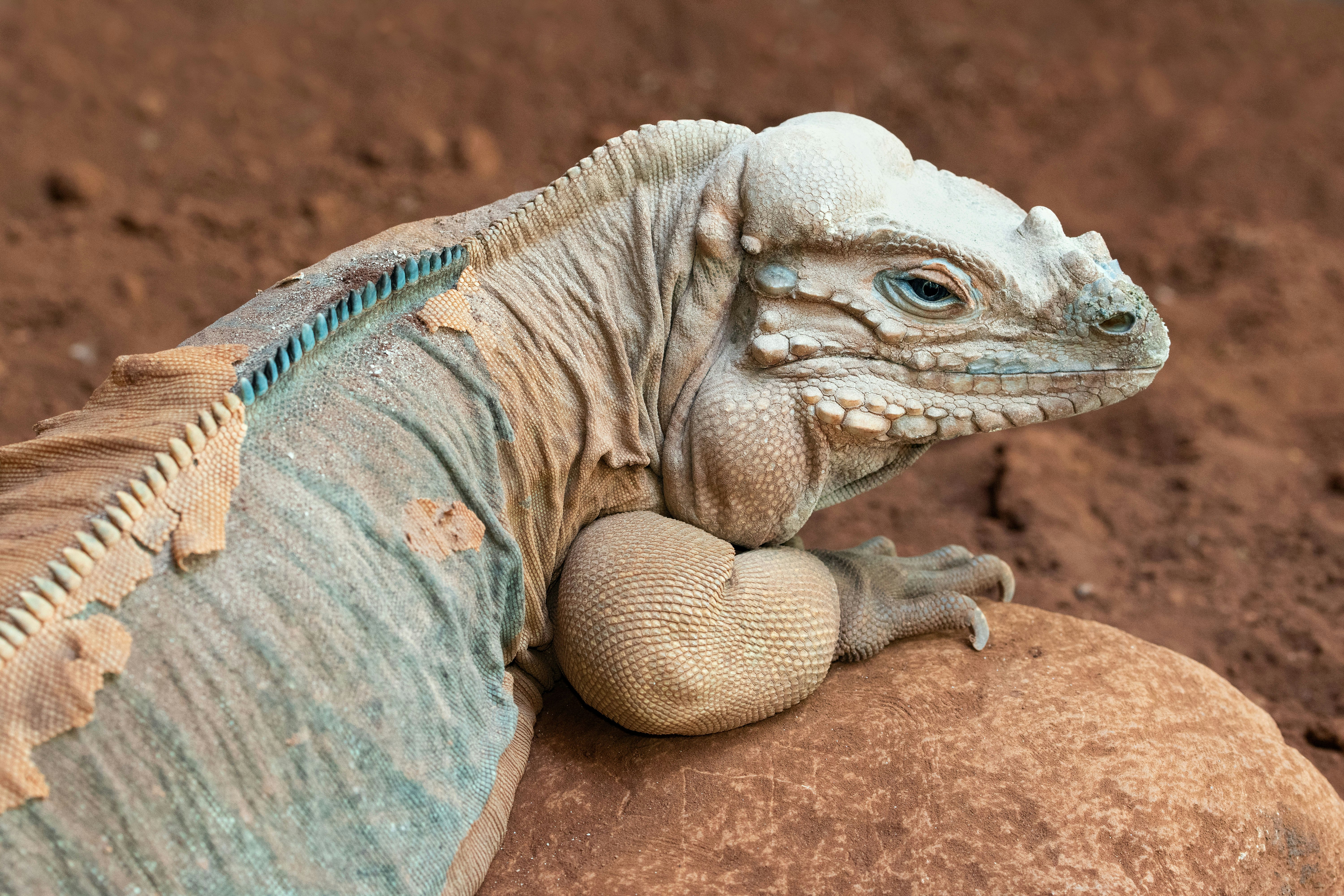 gray and blue iguana on brown rock